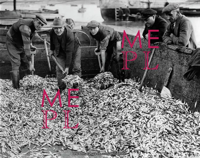 : Fishermen. Lots of Fish. The picture shows fishermen loading the small sprats in boxes : Fishermen. Lots of Fish. The picture shows fishermen loading the small sprats in boxes