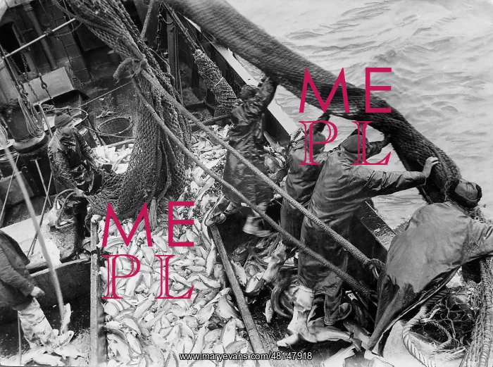  : Fishermen take in their catch