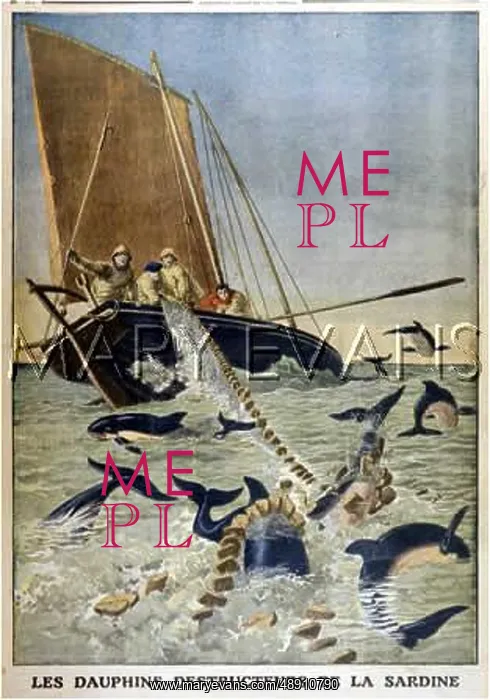 : FISHERMEN / DOLPHIN PROBS : FISHERMEN / DOLPHIN PROBS