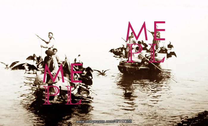  : Fishing with Cormorants, Chine