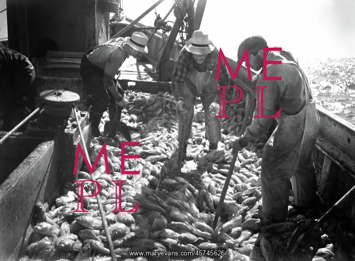: Fishing - fishermen - occupations - Gloucester : Fishing - fishermen - occupations - Gloucester