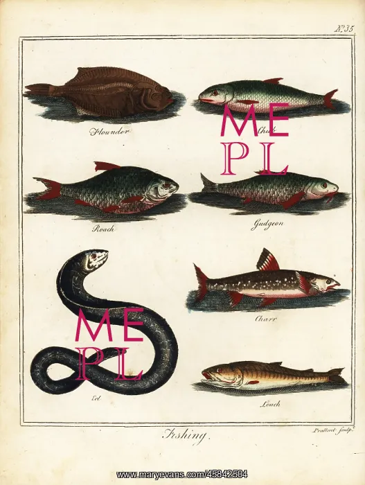 : Fishing: flounder, chub, roach, gudgeon, charr, eel, loach : Fishing: flounder, chub, roach, gudgeon, charr, eel, loach