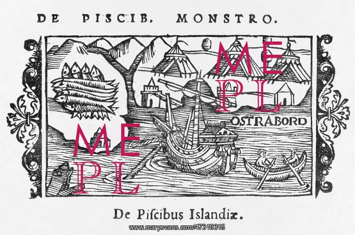 : FISHING / ICELAND / 1555 : FISHING / ICELAND / 1555