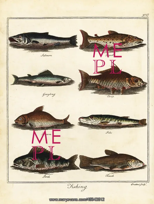 : Fishing: salmon, trout, grayling, carp, bream : Fishing: salmon, trout, grayling, carp, bream