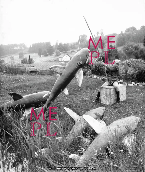 : Fishing for sharks in the yard : Fishing for sharks in the yard