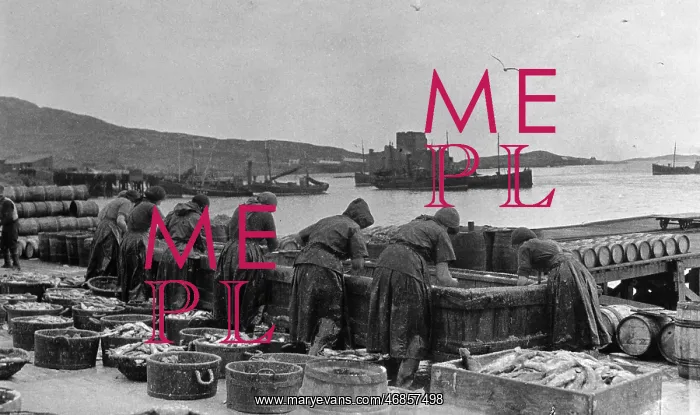 : Fishwives at work, Barra, Outer Hebrides, Scotland : Fishwives at work, Barra, Outer Hebrides, Scotland