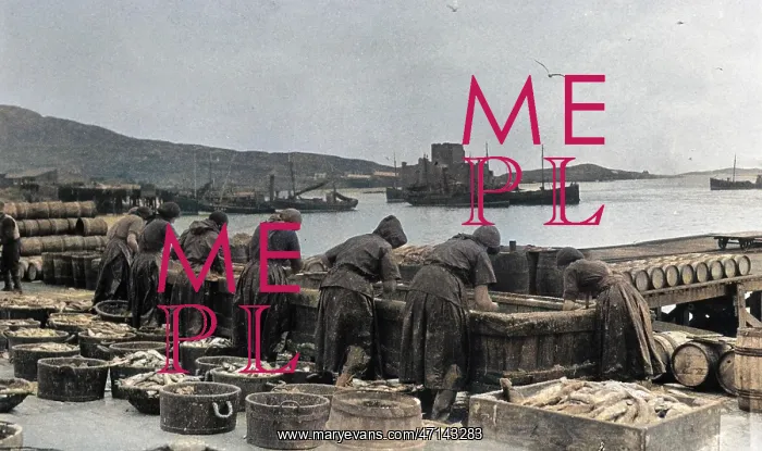 : Fishwives at work, Barra, Outer Hebrides, Scotland : Fishwives at work, Barra, Outer Hebrides, Scotland