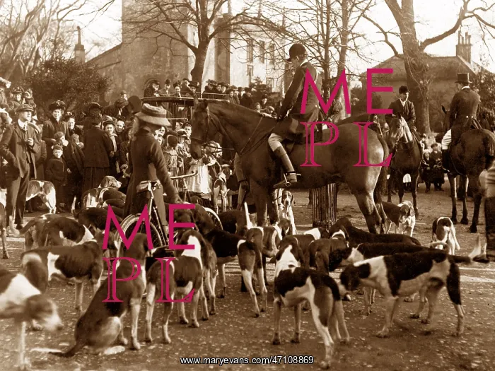 : Fitzwilliam hounds