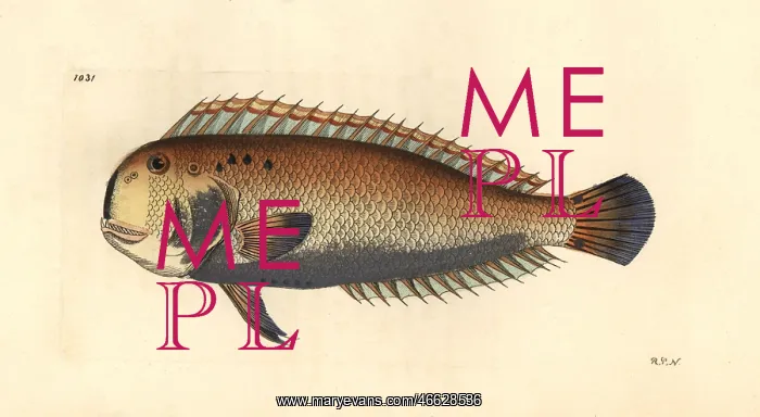 : Five-finger wrasse, Iniistius pentadactylus : Five-finger wrasse, Iniistius pentadactylus