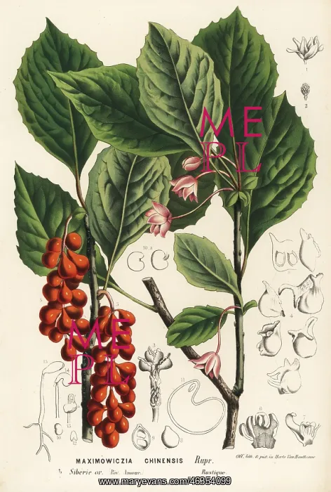  : Five-flavor berry, Schisandra chinensis
