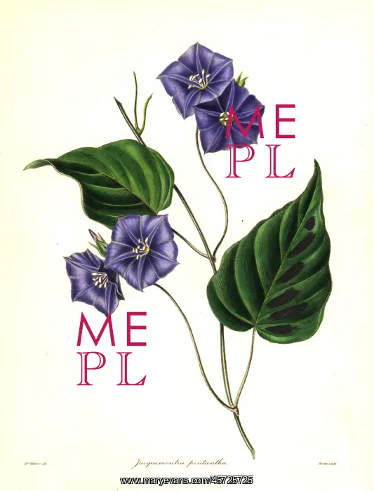 : Five-flowered jacquemontia, Jacquemontia pentathos : Five-flowered jacquemontia, Jacquemontia pentathos