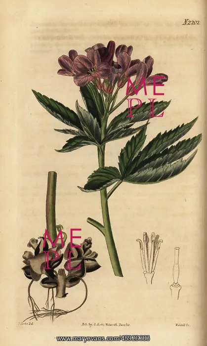 : five-leaflet bitter-cress or showy toothwort : five-leaflet bitter-cress or showy toothwort
