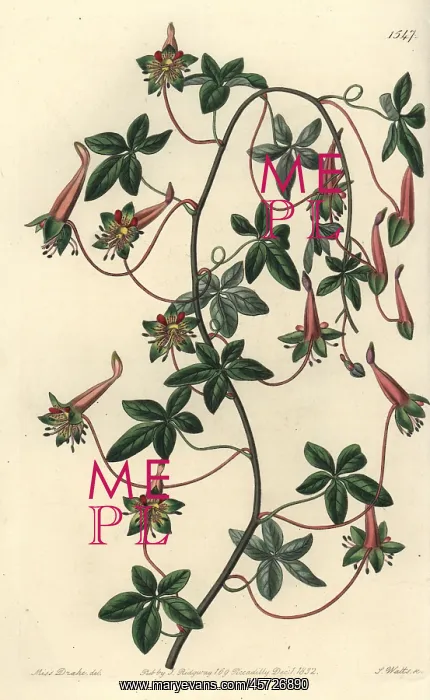 : Five-leaved tropaeoleum, Tropaeoleum pentaphyllum : Five-leaved tropaeoleum, Tropaeoleum pentaphyllum