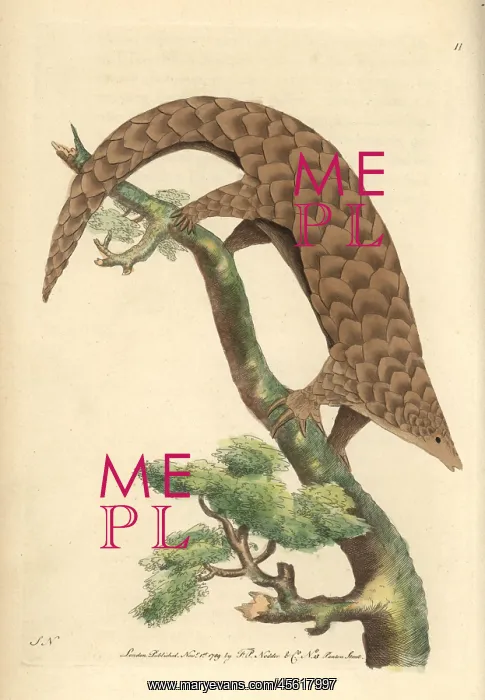  : Five-toed manis, Chinese pangolin, or scaly