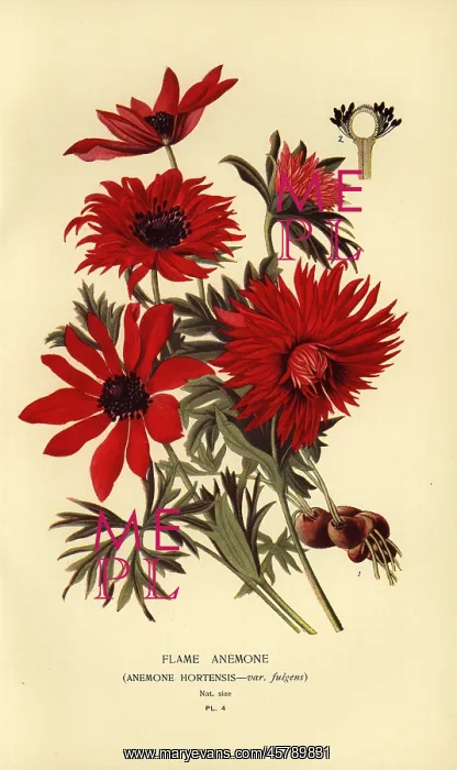 : Flame anemone, Anemone hortensis : Flame anemone, Anemone hortensis