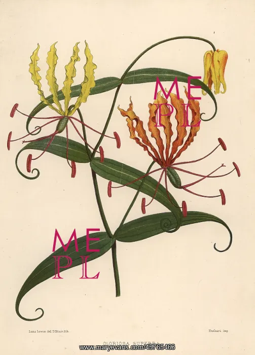 : Flame lily, Gloriosa superba : Flame lily, Gloriosa superba