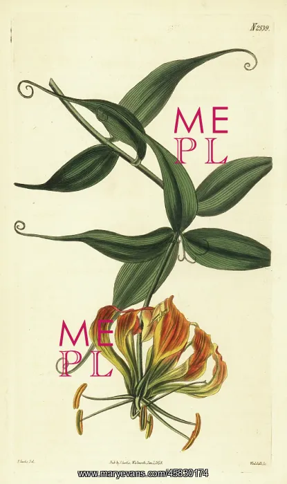 : Flame lily, Gloriosa superba : Flame lily, Gloriosa superba