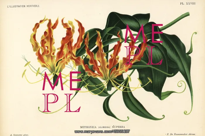 : Flame lily, Gloriosa superba : Flame lily, Gloriosa superba