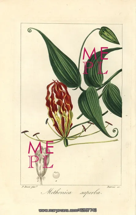 : Flame lily, Gloriosa superba : Flame lily, Gloriosa superba