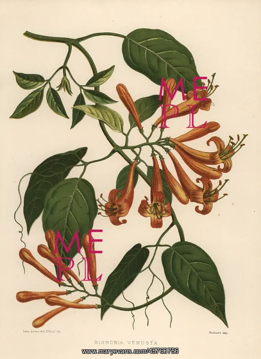 : Flamevine, Pyrostegia venusta : Flamevine, Pyrostegia venusta