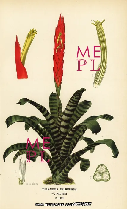 : Flaming sword, Vriesea splendens : Flaming sword, Vriesea splendens