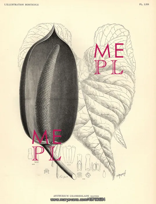 : Flamingo flower, Anthurium chamberlainii : Flamingo flower, Anthurium chamberlainii
