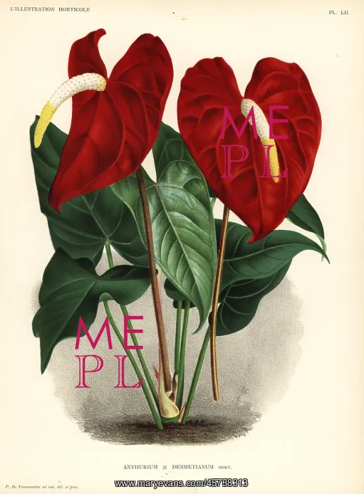 : Flamingo flower, Anthurium hybrid : Flamingo flower, Anthurium hybrid