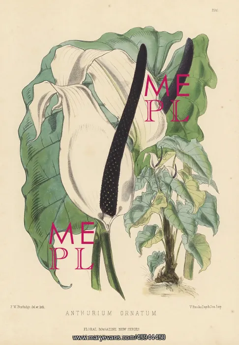  : Flamingo flower, Anthurium nymphaeifolium