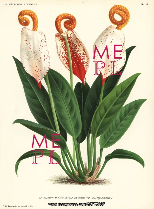: Flamingo flower, Anthurium scherzerianum : Flamingo flower, Anthurium scherzerianum