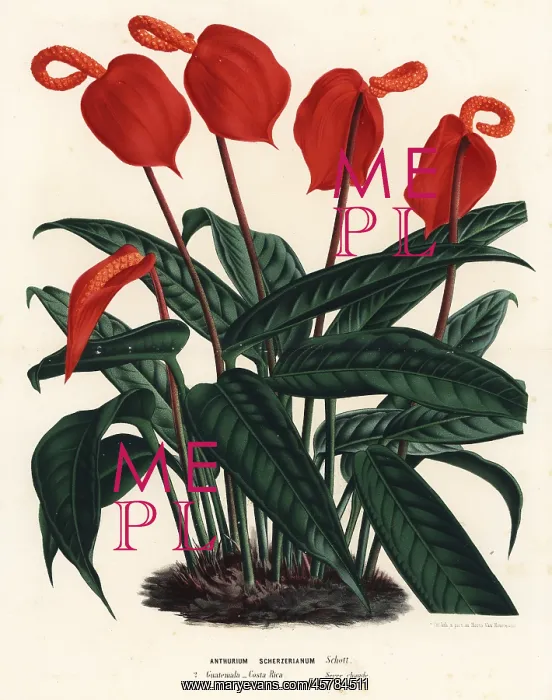 : Flamingo flower, Anthurium scherzerianum : Flamingo flower, Anthurium scherzerianum