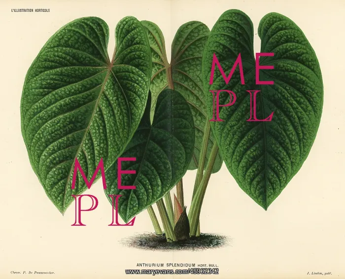 : Flamingo flower, Anthurium splendidum : Flamingo flower, Anthurium splendidum