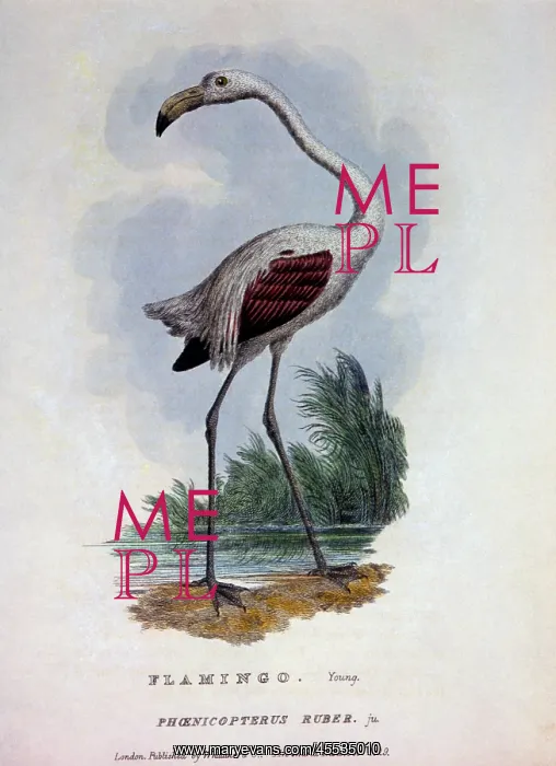 : Flamingo (Phoenicopterus ruber) : Flamingo (Phoenicopterus ruber)