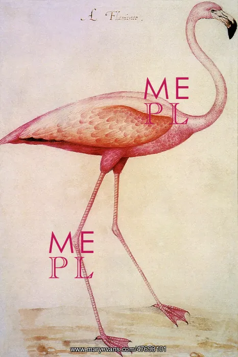 : Flamingo, Phoenicopterus ruber : Flamingo, Phoenicopterus ruber