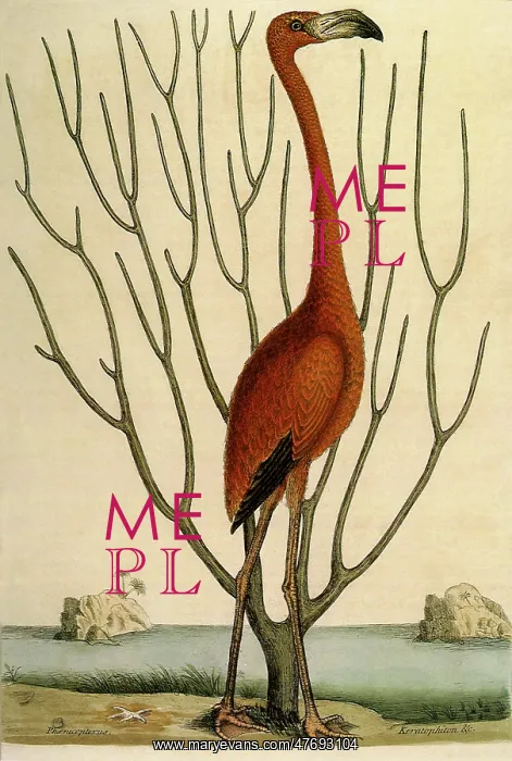 : Flamingo, Phoenicopterus ruber : Flamingo, Phoenicopterus ruber