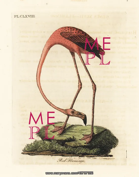 : Flamingo, Phoenicopterus species : Flamingo, Phoenicopterus species