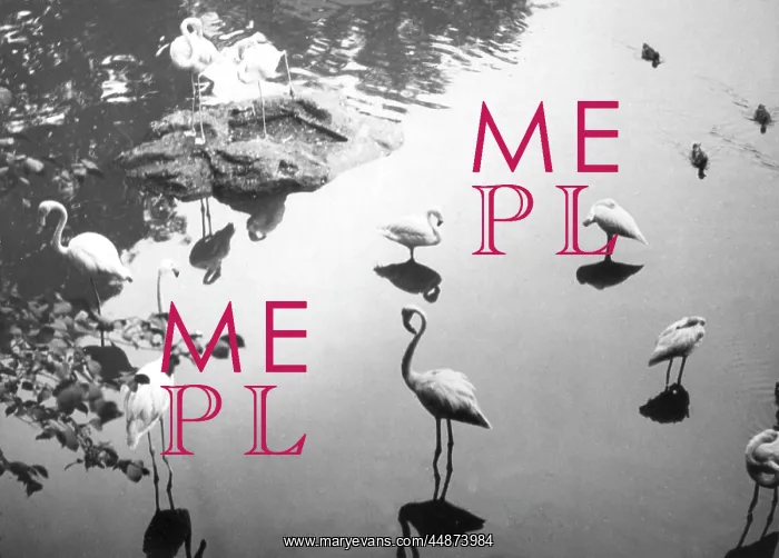 : FLAMINGO REFLECTIONS : FLAMINGO REFLECTIONS