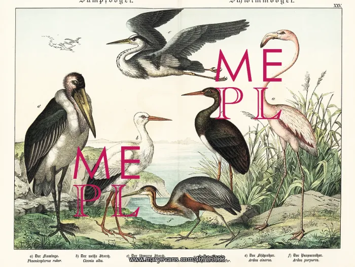 : Flamingo, storks and herons : Flamingo, storks and herons