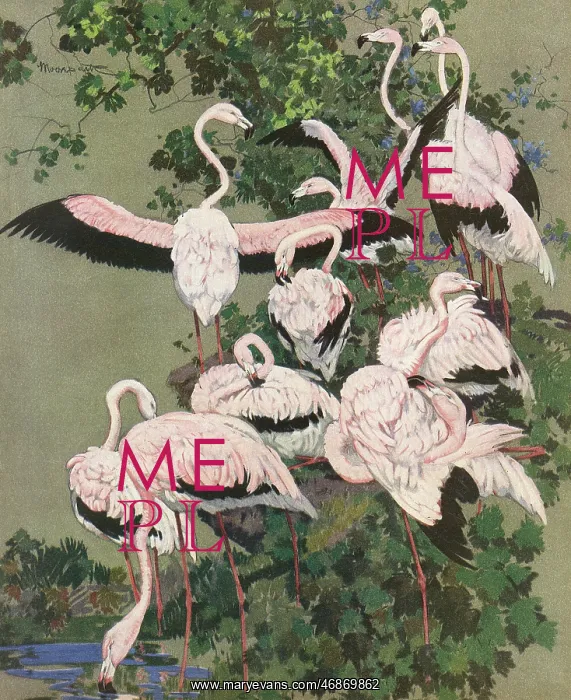 : Flamingoes : Flamingoes