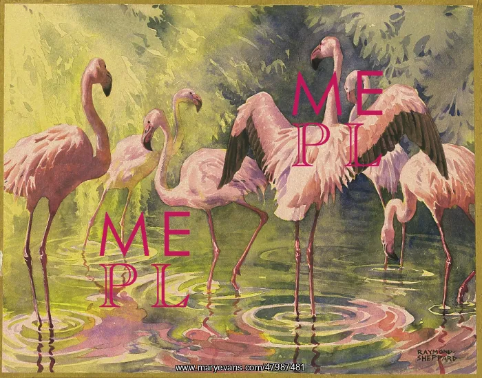  : Flamingoes