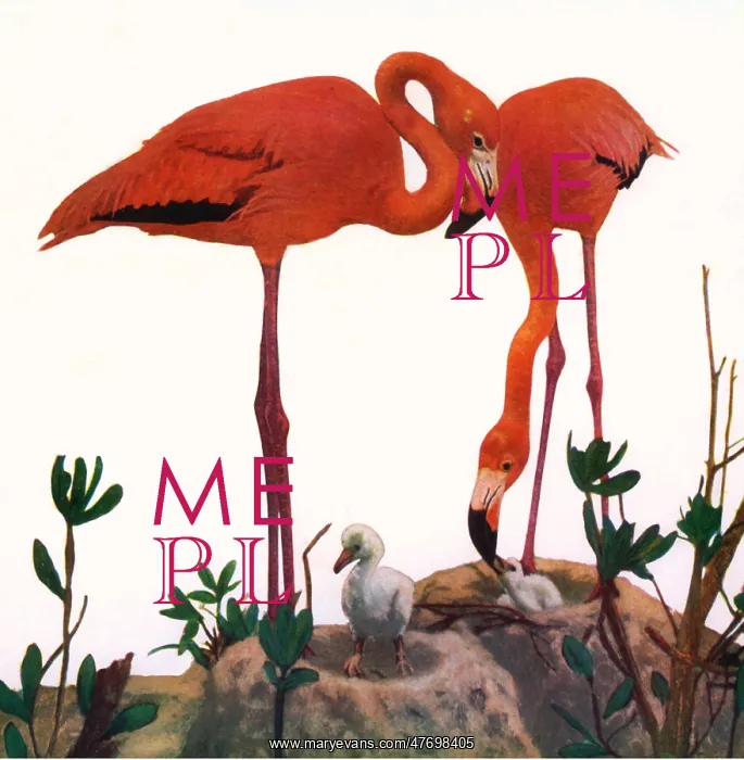  : Two Flamingoes and Chicks