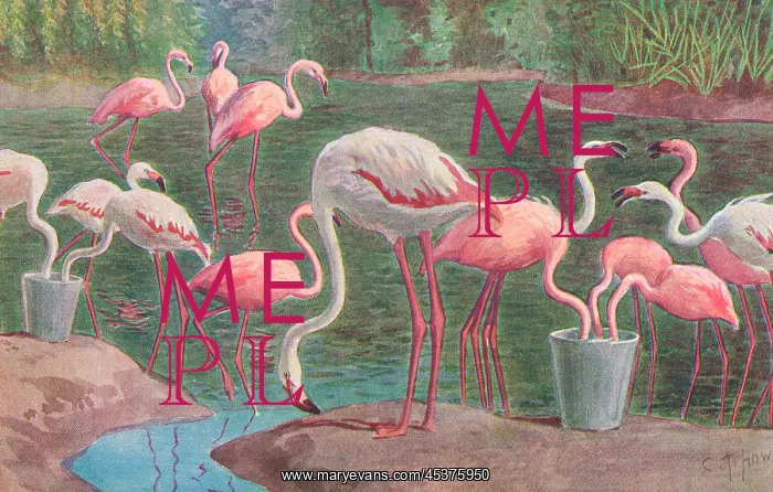  : Flamingoes at London Zoo