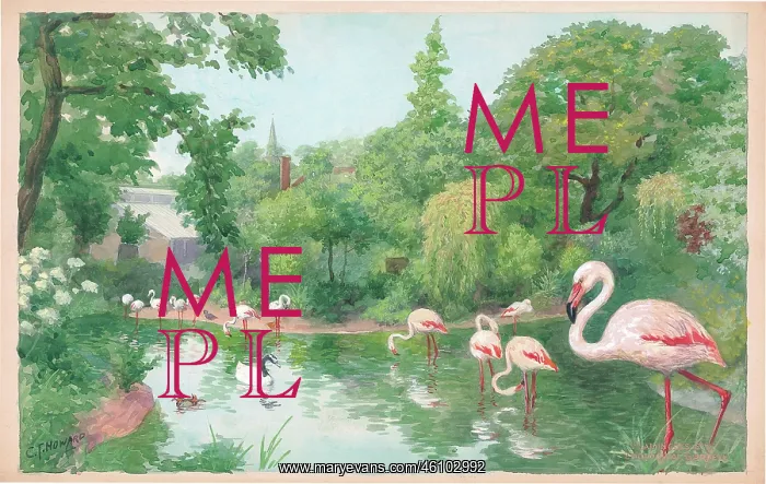 : Flamingoes at London Zoo : Flamingoes at London Zoo
