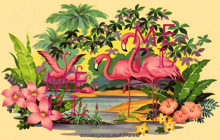 : Flamingoes in Tropics : Flamingoes in Tropics