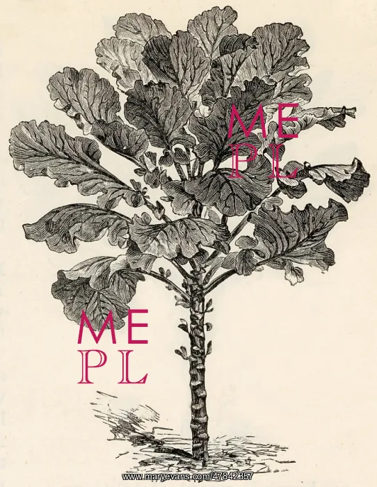  : Flanders kale