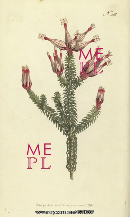 : Flask heath, Erica ampullacea : Flask heath, Erica ampullacea