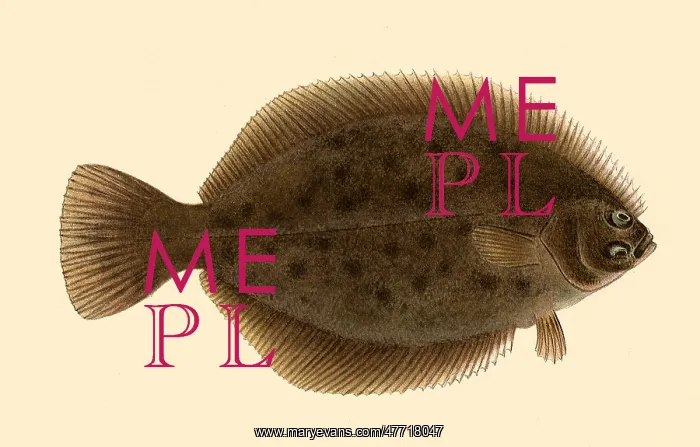 : Flat Fish : Flat Fish