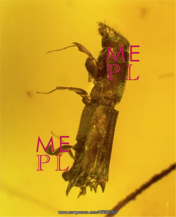 : Flat-footed beetle in amber : Flat-footed beetle in amber