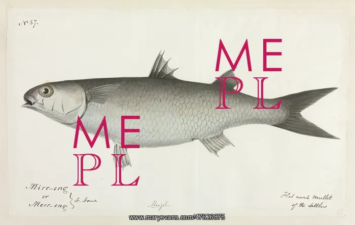 : Flat nosed mullet : Flat nosed mullet