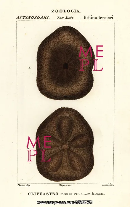 : Flat sea biscuit, Clypeaster rosaceus : Flat sea biscuit, Clypeaster rosaceus