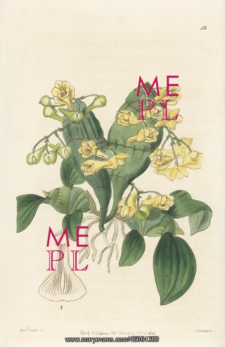 : Flat-stemmed dendrobium, Dendrobium compressum : Flat-stemmed dendrobium, Dendrobium compressum